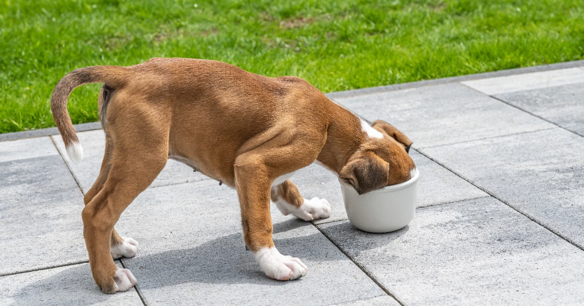 Best Dog Food for Puggle