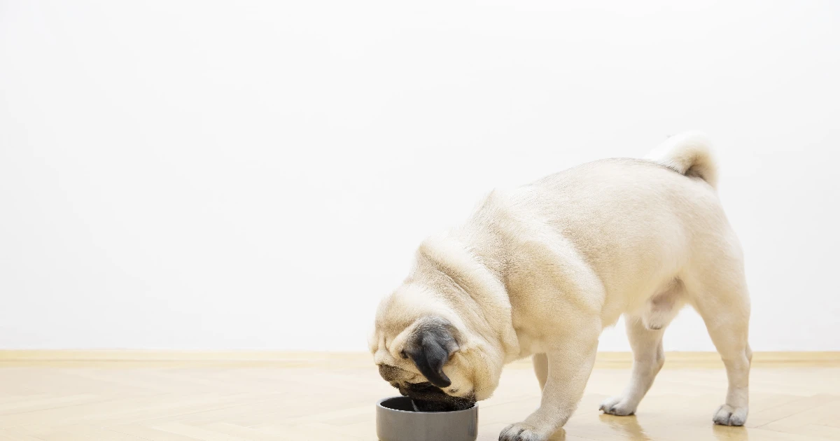 Best Dog Food for Pugs