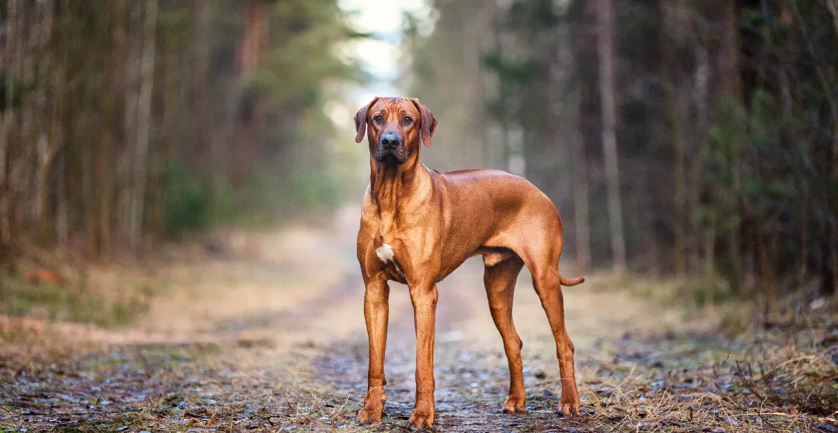 Best Dog Food for Rhodesian Ridgeback