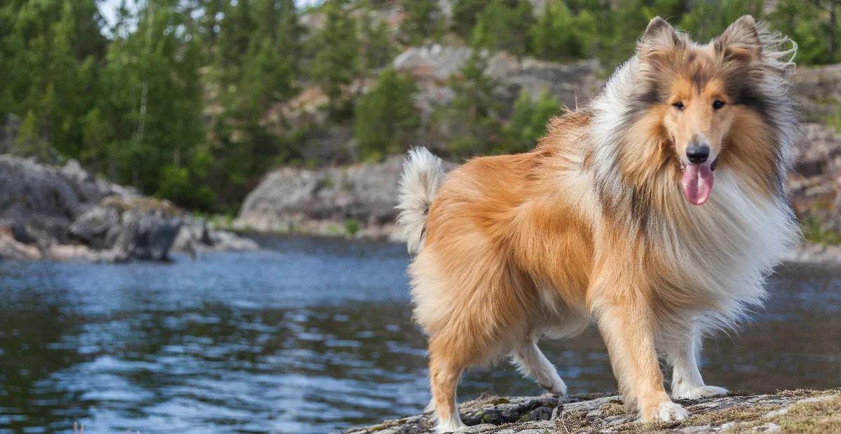Best Dog Food for Rough Collie