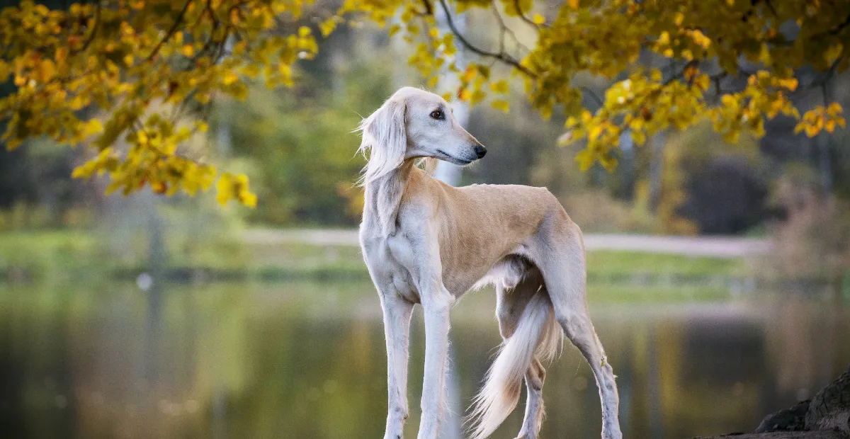 Best Dog Food for Saluki