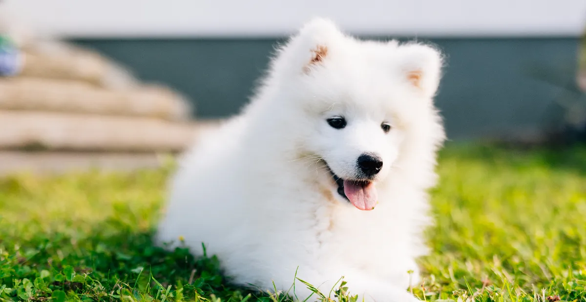 Best food best sale for samoyed puppy