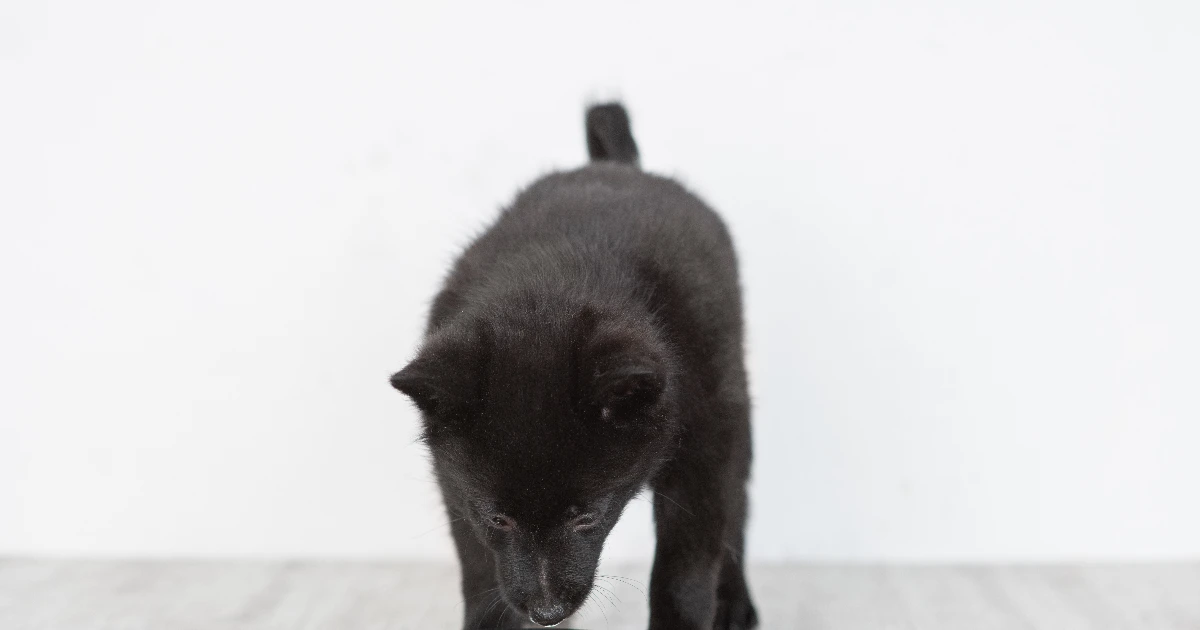 Best Dog Food for Schipperke