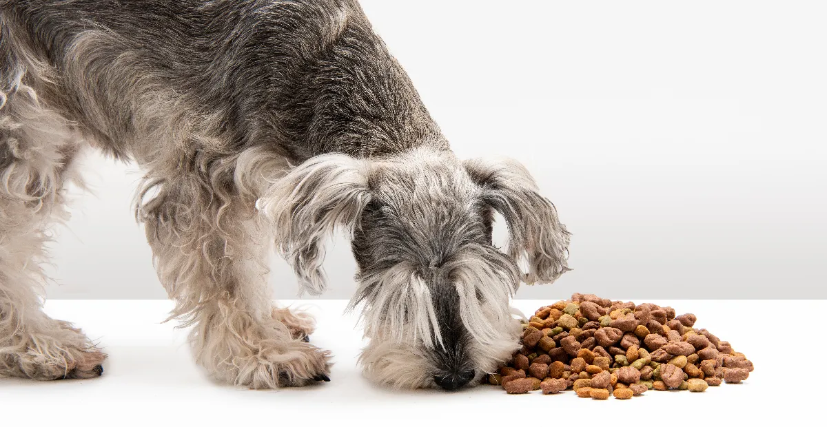 Best Dog Food for Schnauzers