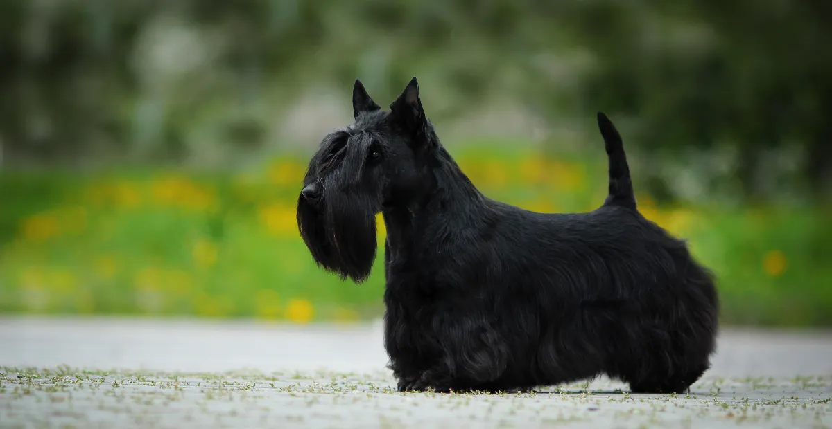 Best Dog Food for Scottish Terriers
