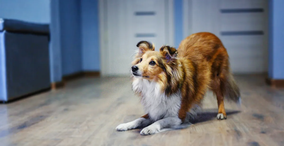 Best Dog Food for Shetland Sheepdog