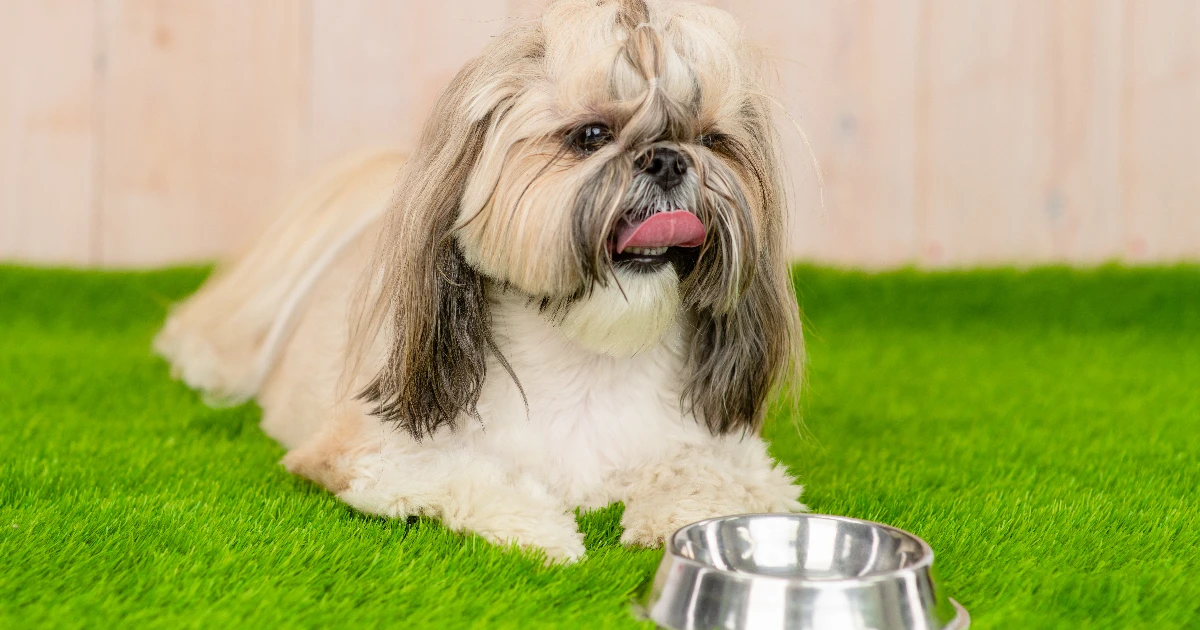 Best Dog Food for Shih Tzu