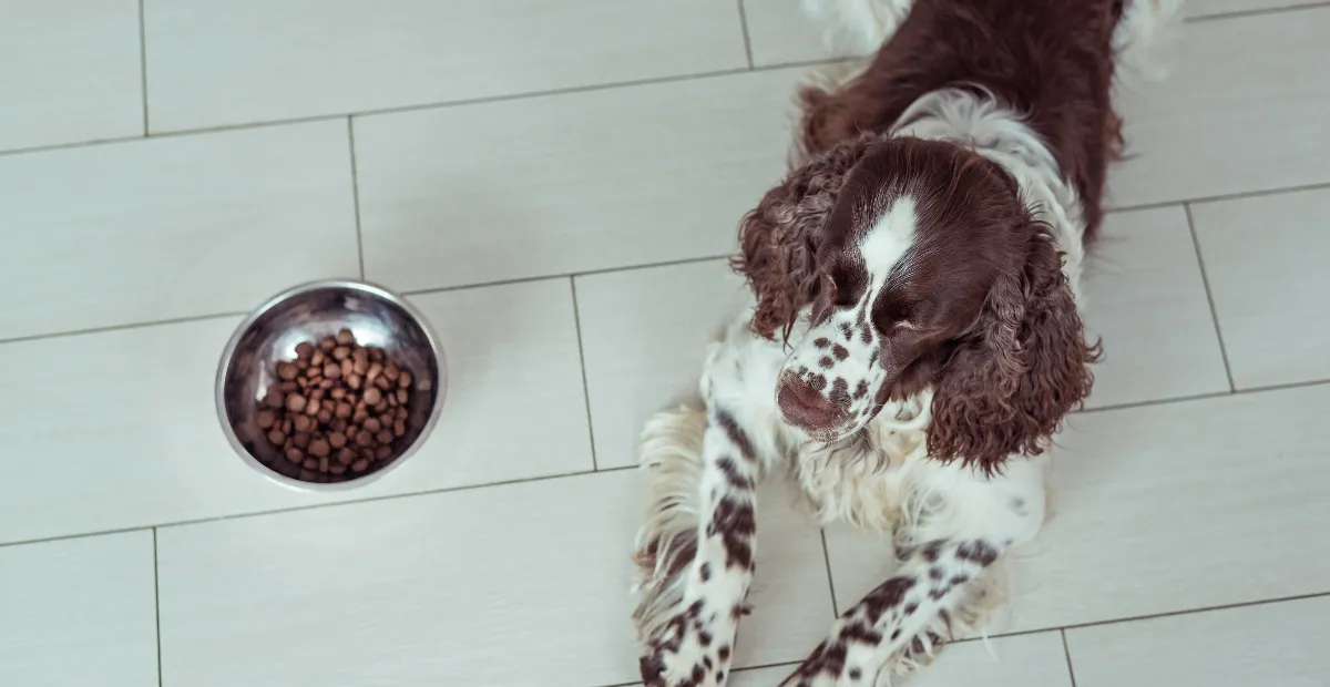Best Dog Food for Springer Spaniels