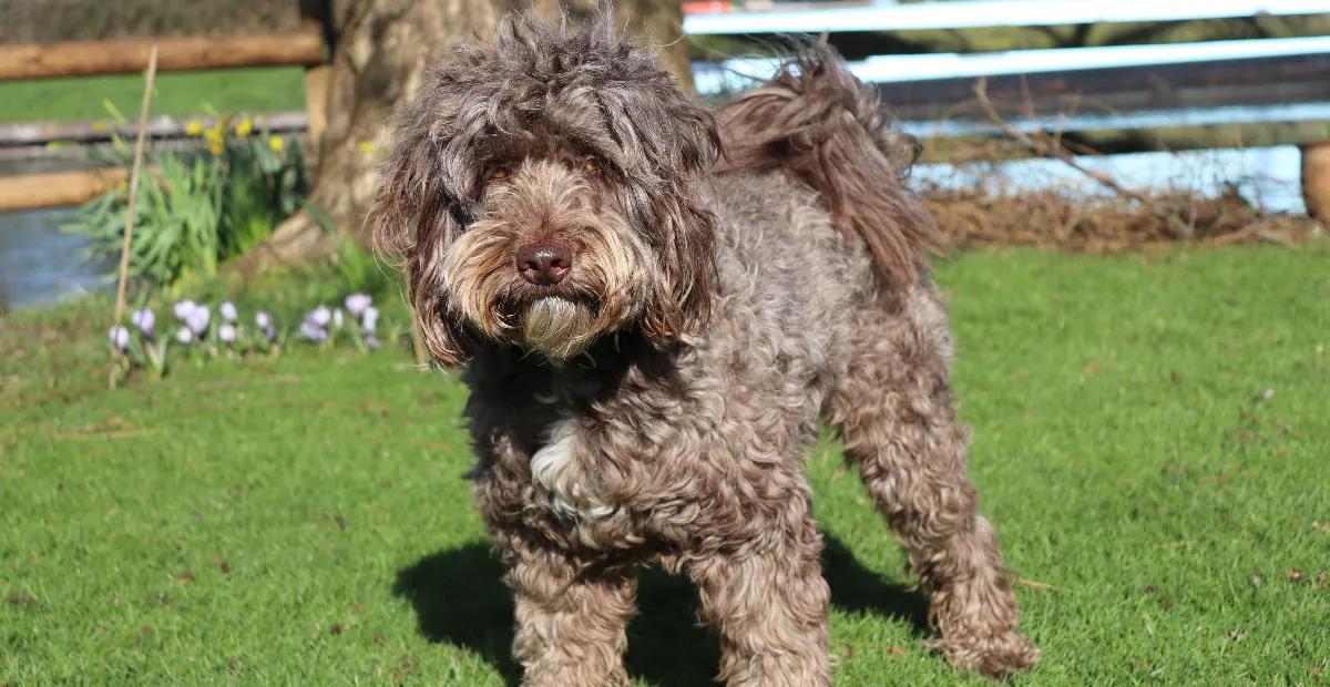 Best Dog Food for Sproodles