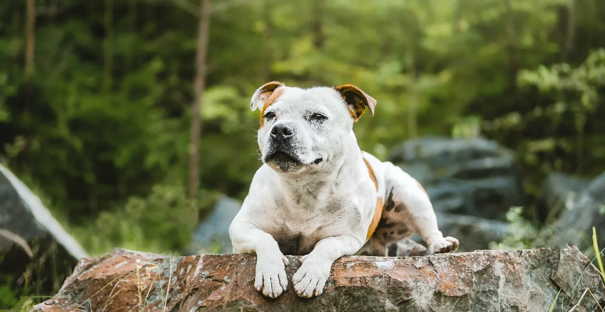 Best Dog Food for Staffordshire Bull Terriers