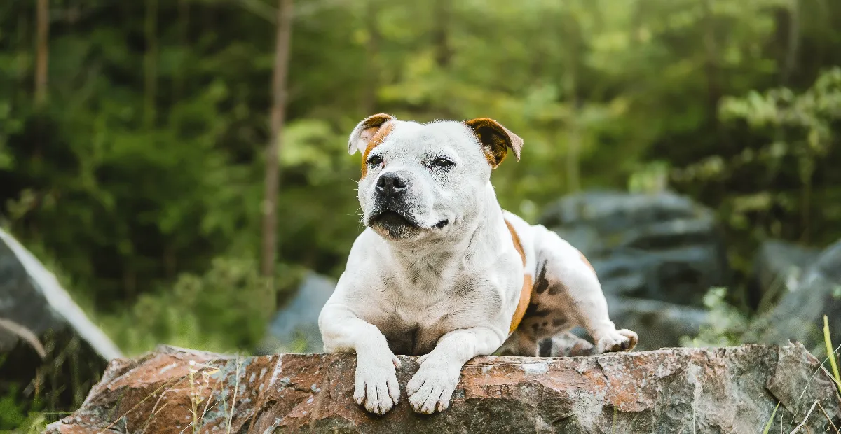 Best Food for Staffy Your Guide to a Happy, Healthy Pup Best Food for Staffy Your Guide to a Happy, Healthy Pup