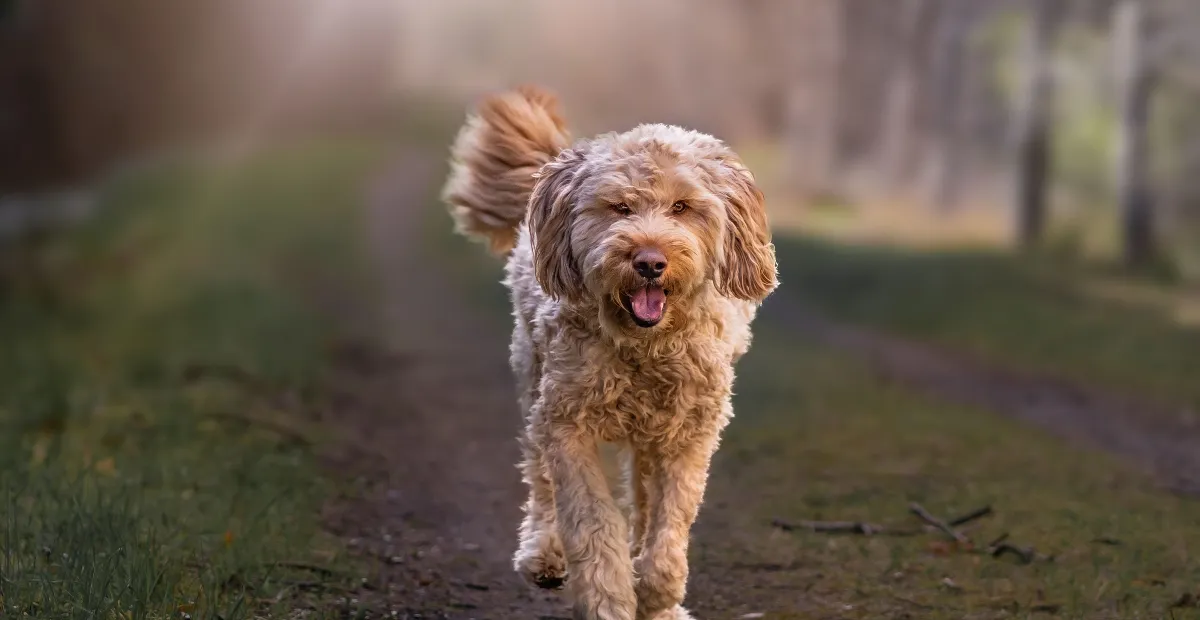 Best Dog Food for The Otterhound