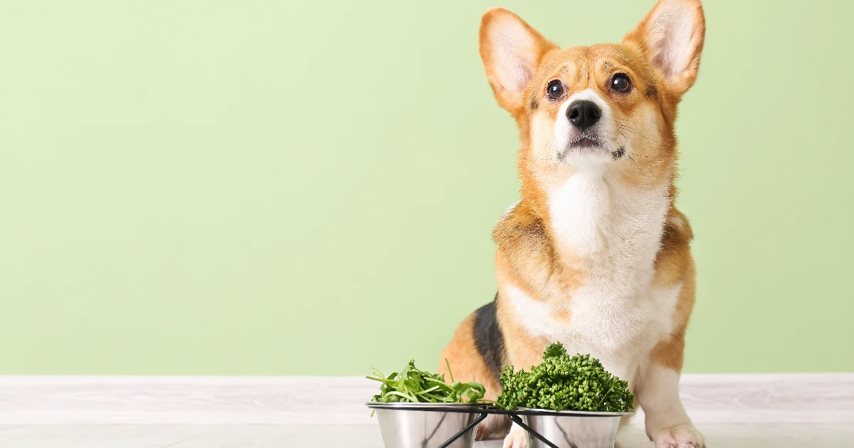 Best Dog Food for Welsh Corgis