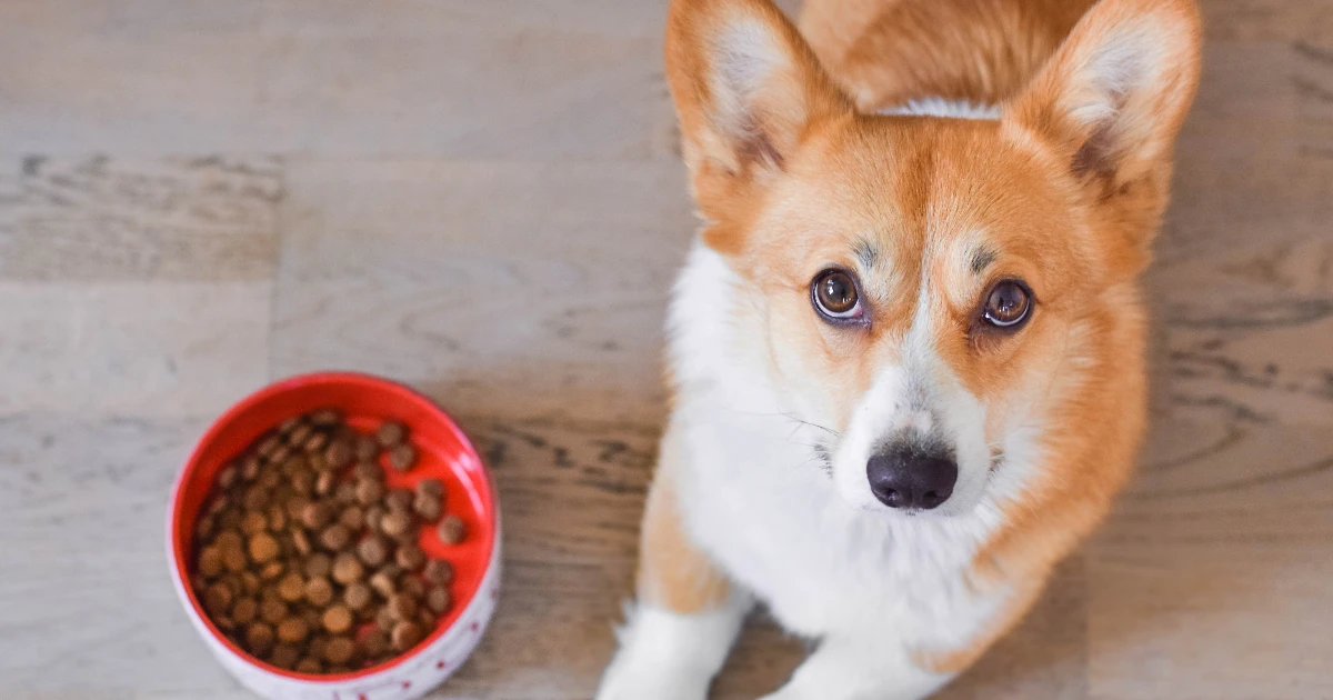 Best Dog Food for Welsh Pembroke Corgis