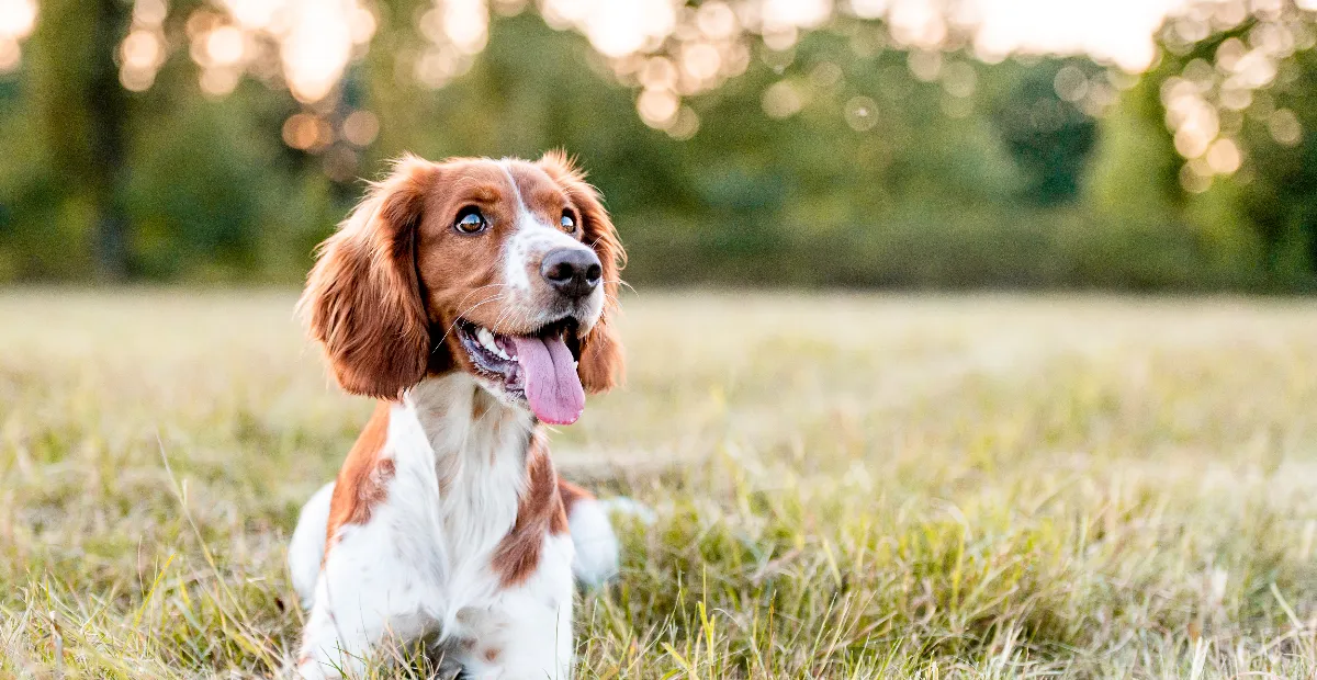 Best Dog Food for Welsh Springer Spaniel