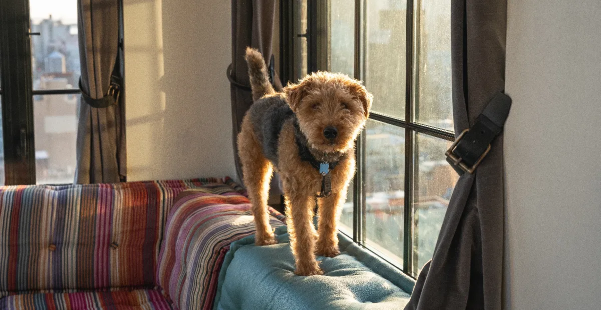 Best Dog Food for Welsh Terrier