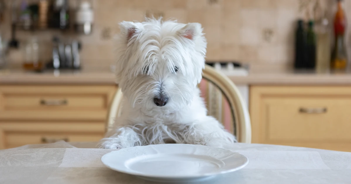 Best Dog Food for West Highland White Terrier