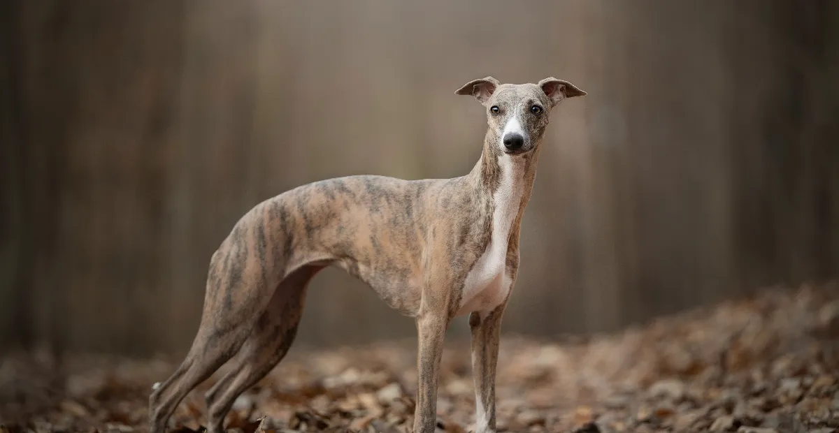 Best Dog Food for Whippets