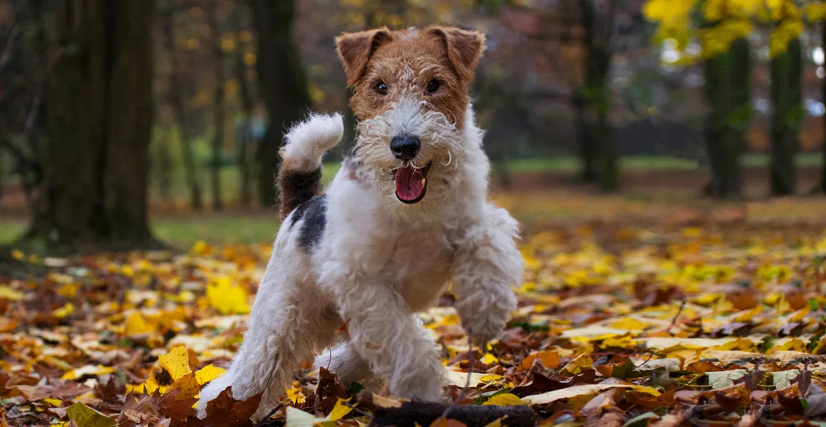 Best Dog Food for Wire Fox Terrier