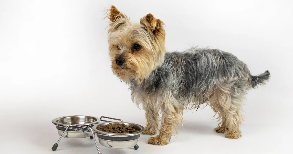 Best Dog Food for Yorkshire Terriers