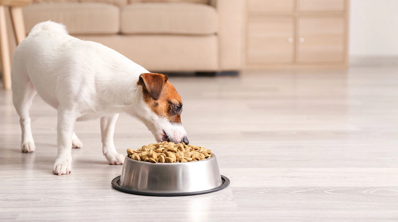 Best Dog Food for Jack Russells