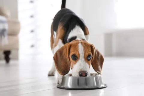 Best Dog Food for Fussy Eaters