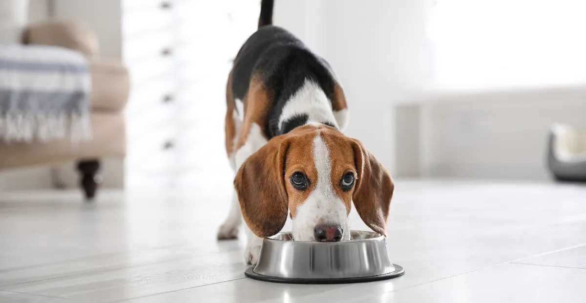 Best Dog Food for Fussy Eaters