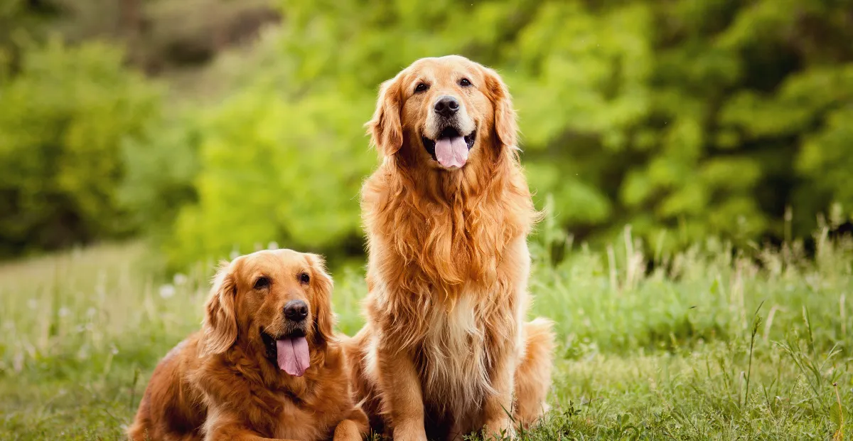 Best Dog Food for Golden Retrievers