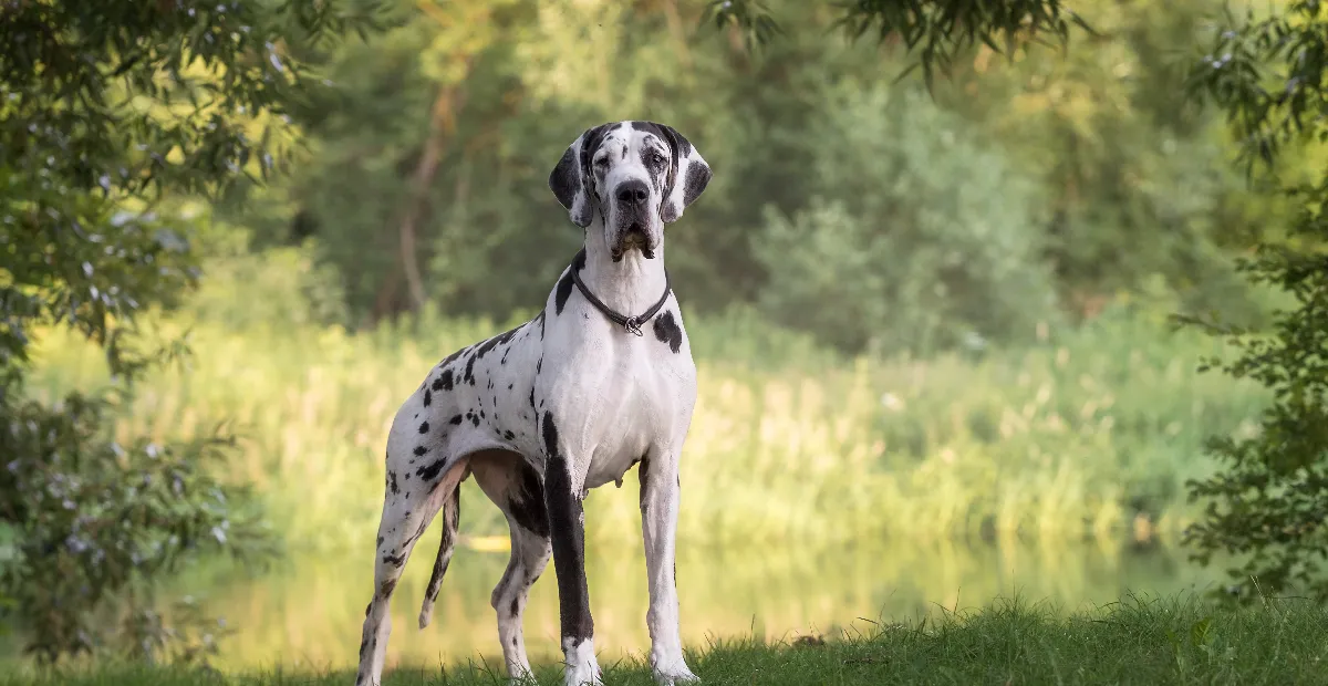 Best Dog Food for Great Danes