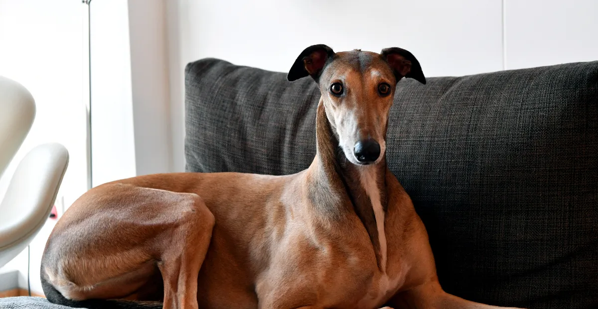 Best Dog Food for Greyhounds