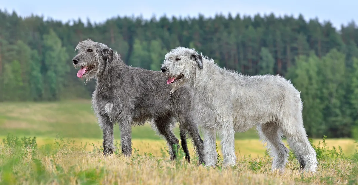 Best Dog Food for Irish Wolfhound