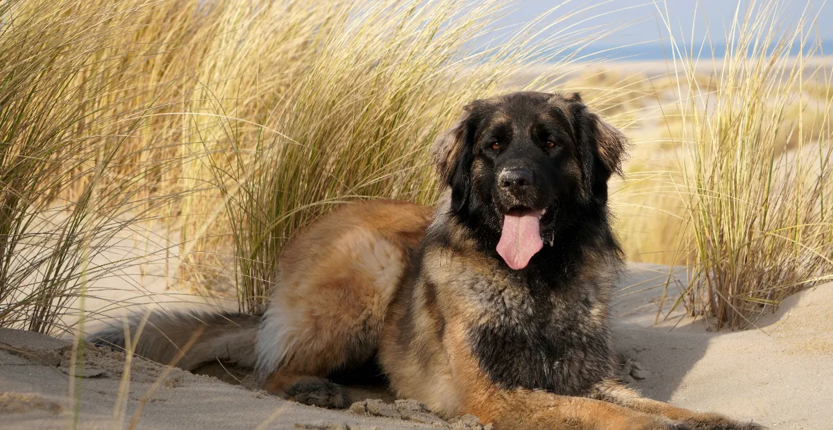 Best Dog Food for Leonbergers