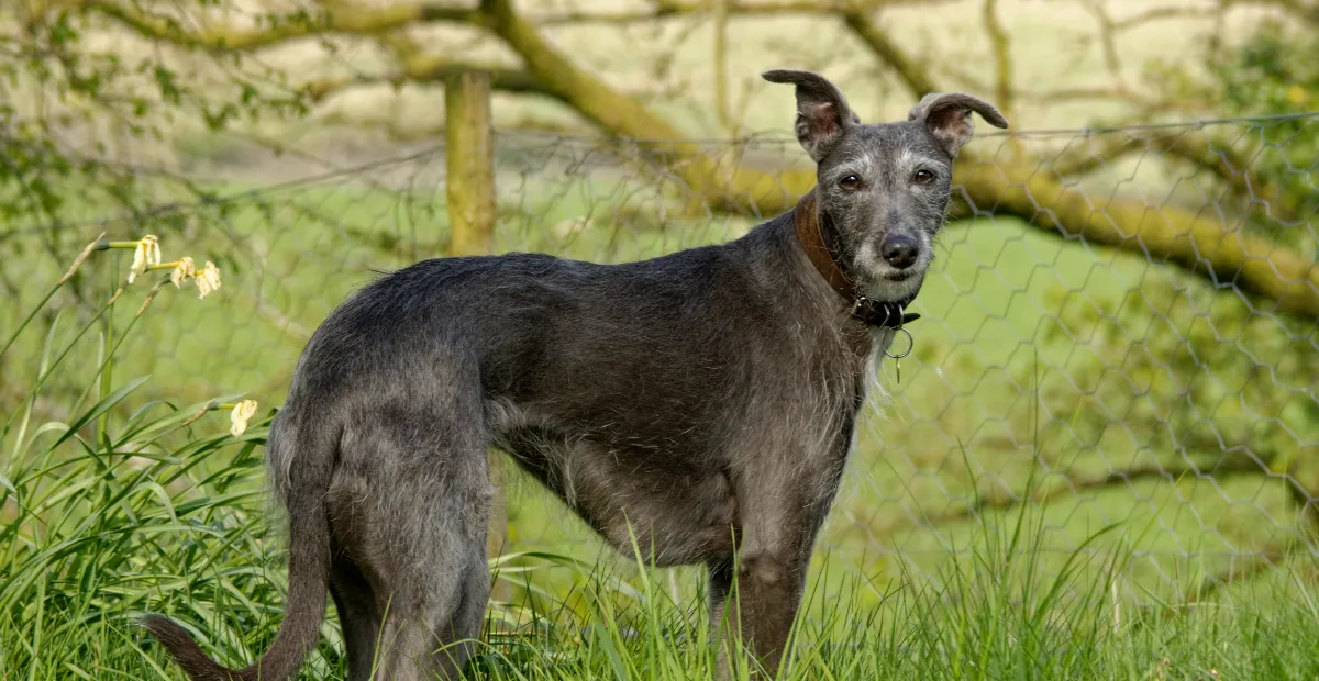 Best UK Dog Foods to Energize your Lurcher's 2024 Diet and Health Needs