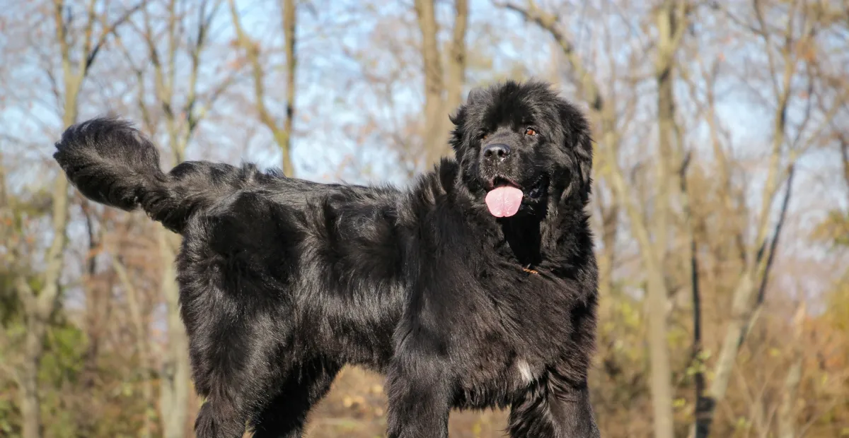 Best Dog Food for Newfoundland