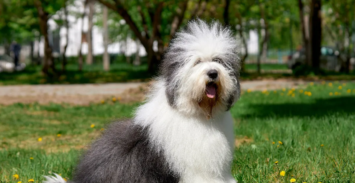 Best Dog Food for Old English Sheepdog