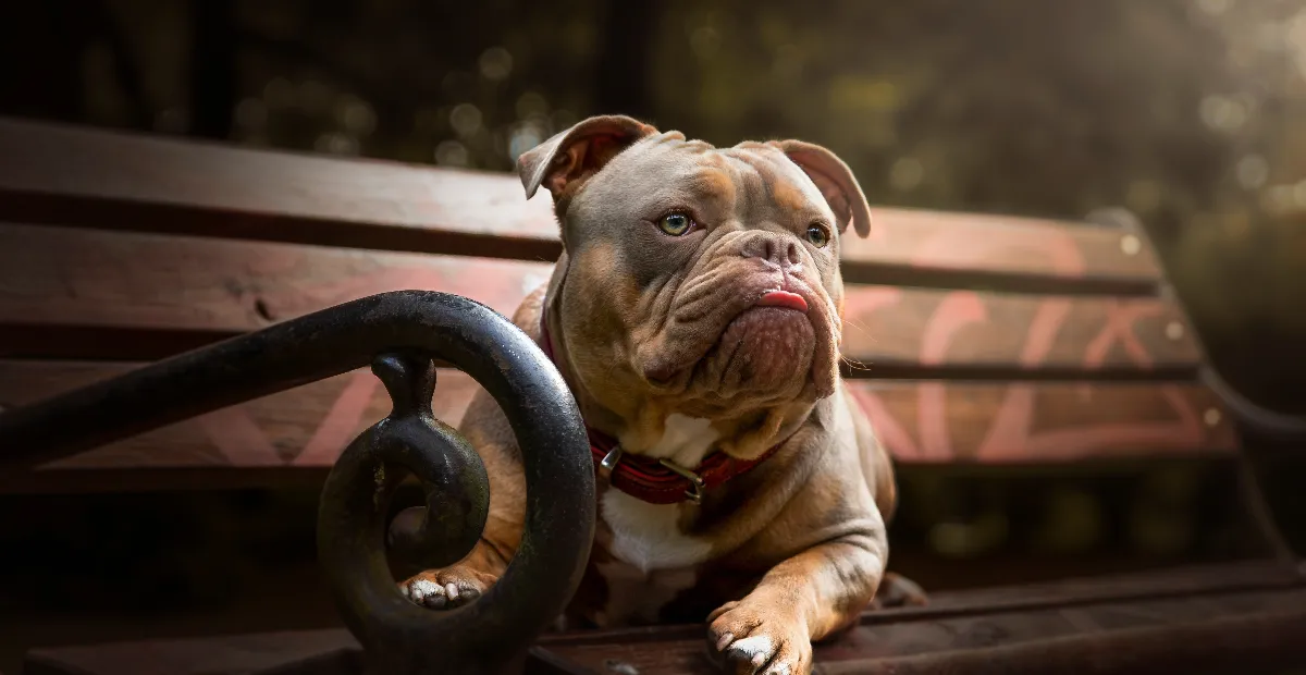Best Dog Food for Olde English Bulldogs