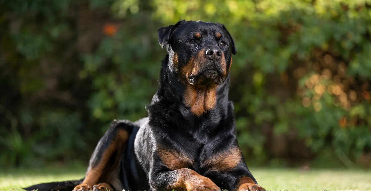 Best Dog Food for Rottweilers