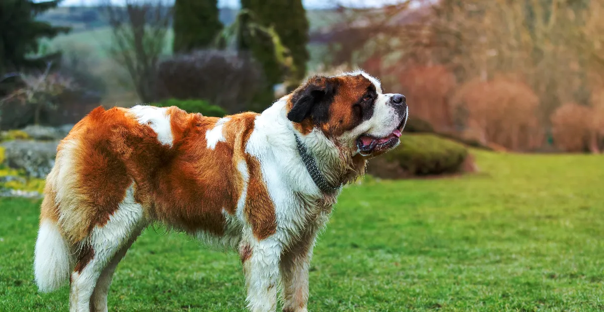 Best Dog Food for Saint Bernards