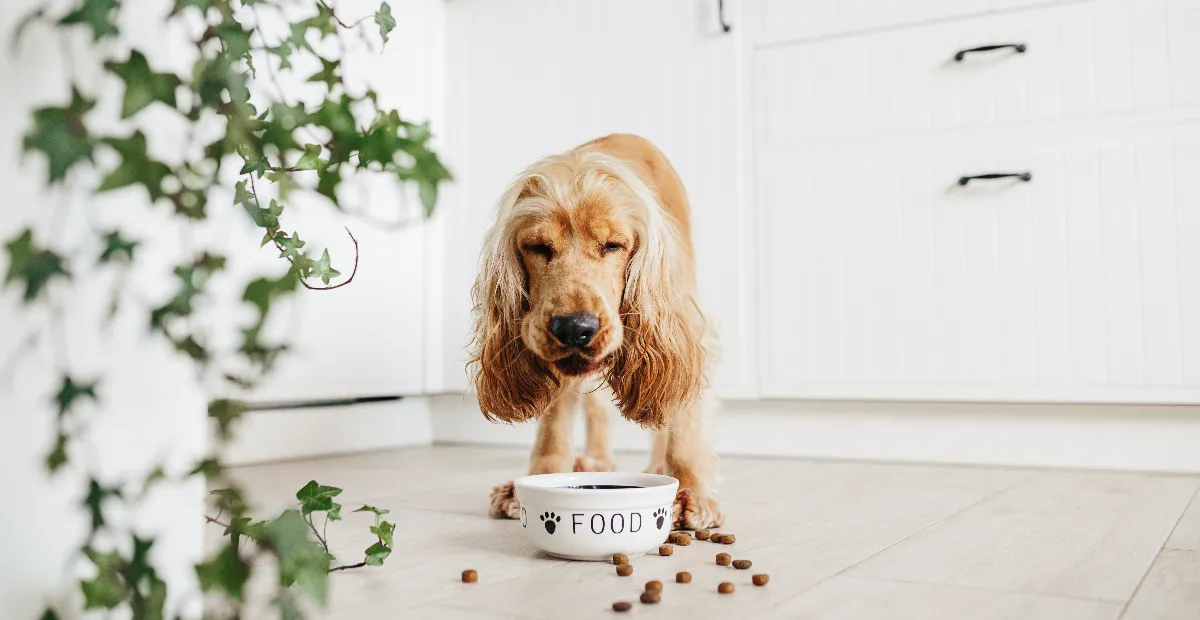 Best Dog Food for Sensitive Stomachs