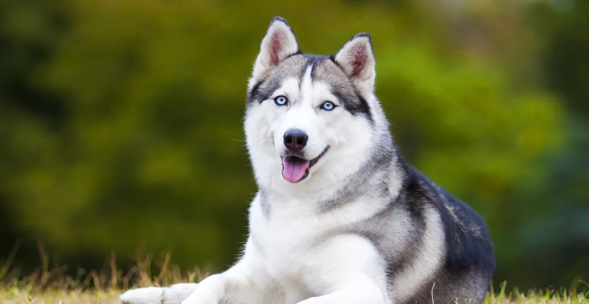 Best Dog Food for Siberian Husky