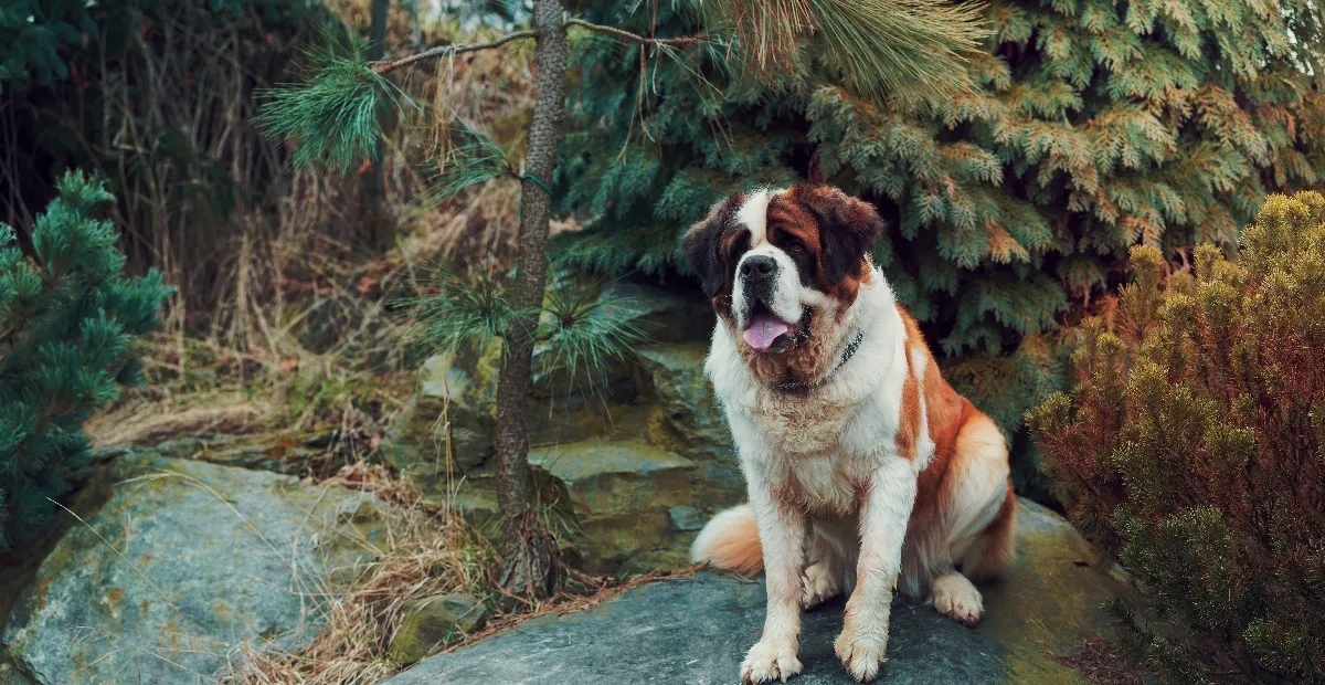 Best Dog Food for St Bernards