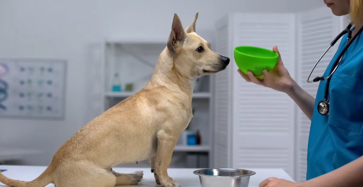 Best Grain Free Dog Food