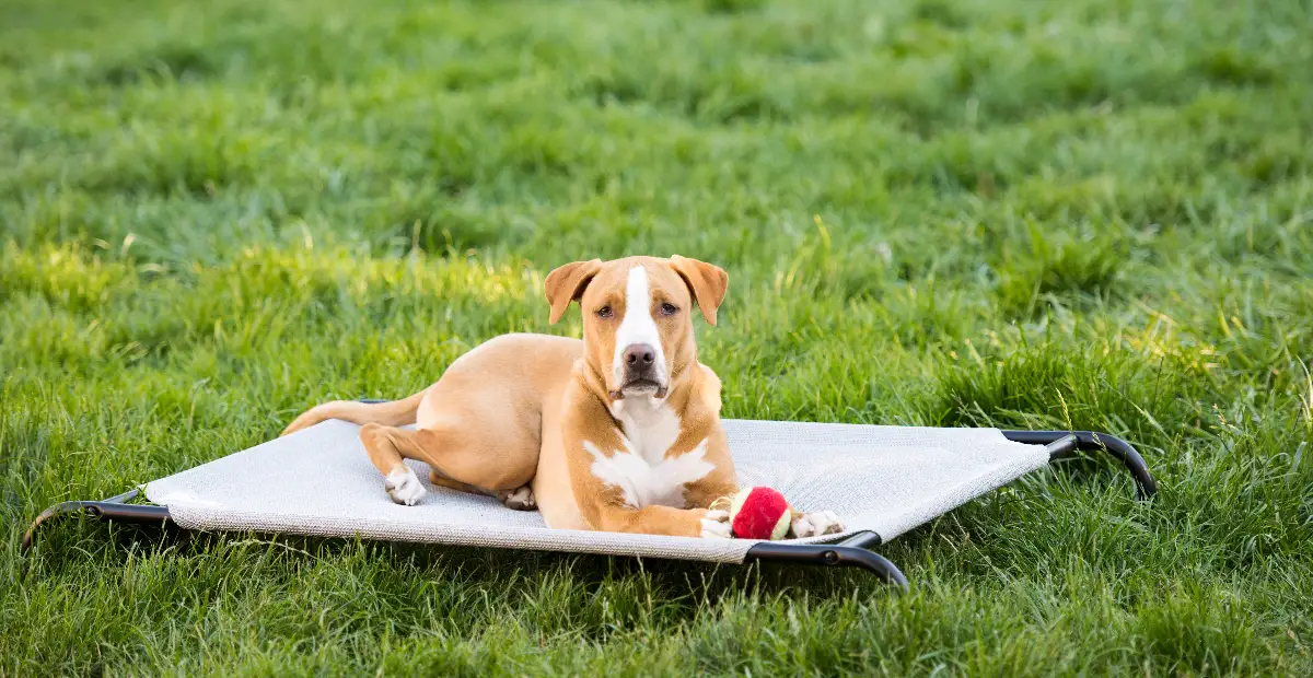 Best Large Dog Bed