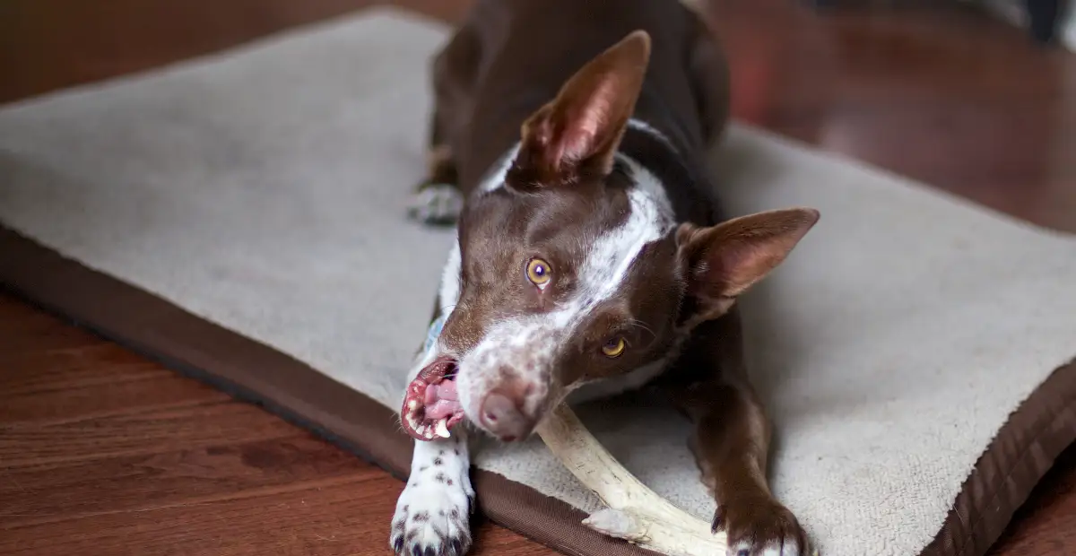 Best Medium Dog Bed