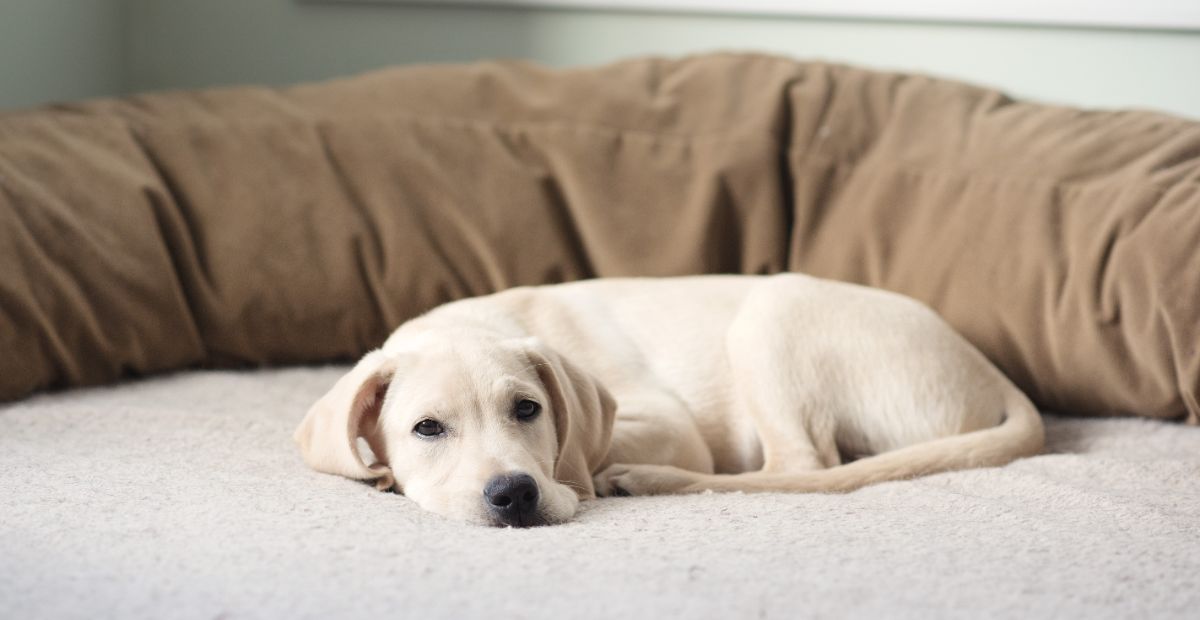 Best Memory Foam Dog Bed