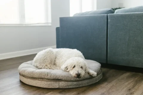 Best Raised Dog Bed