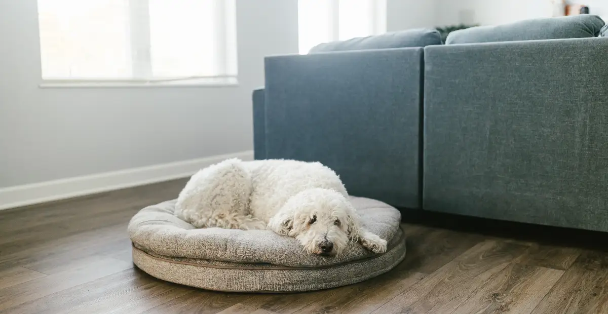 Best Dog Crate Beds