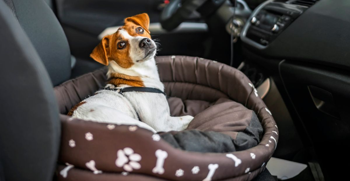 Best Car Dog Bed