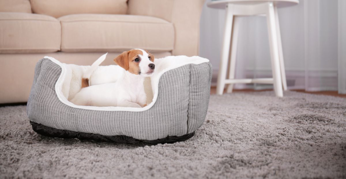 Best Cheap Dog Beds