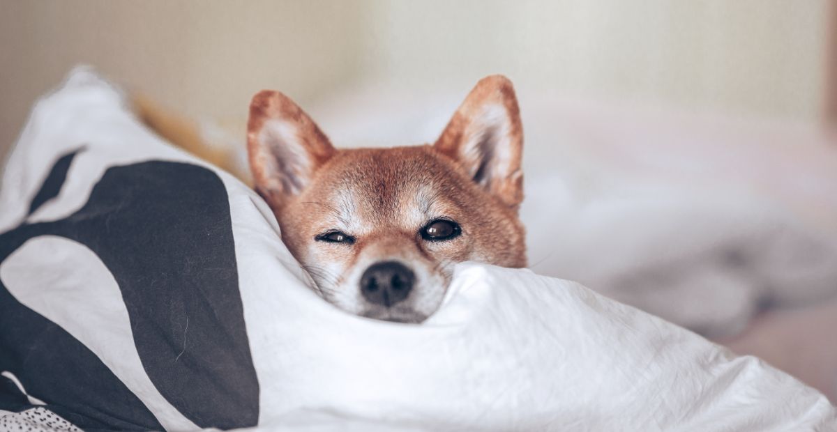 Best Cooling Dog Bed